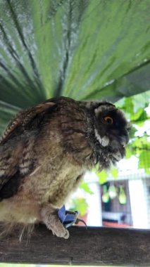 Uzun kulaklı baykuş yavrusu. Baykuş pençesini tutuyor. Baykuş pençeleri. Uzun kulaklı baykuş. Piliç oyuncakla oynuyor. Yüksek çözünürlüklü yavaş çekim videosu.