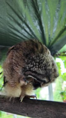 Uzun kulaklı baykuş yavrusu. Baykuş pençesini tutuyor. Baykuş pençeleri. Uzun kulaklı baykuş. Piliç oyuncakla oynuyor. Yüksek çözünürlüklü yavaş çekim videosu.