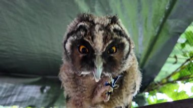 Uzun kulaklı baykuş yavrusu. Baykuş pençesini tutuyor. Baykuş pençeleri. Uzun kulaklı baykuş. Piliç oyuncakla oynuyor. Yüksek çözünürlüklü yavaş çekim videosu.