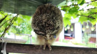 Uzun kulaklı baykuş yavrusu. Baykuş pençesini tutuyor. Baykuş pençeleri. Uzun kulaklı baykuş. Piliç oyuncakla oynuyor. Yüksek çözünürlüklü yavaş çekim videosu.