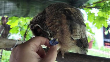 Uzun kulaklı baykuş yavrusu. Baykuş pençesini tutuyor. Baykuş pençeleri. Uzun kulaklı baykuş. Piliç oyuncakla oynuyor. Yüksek çözünürlüklü yavaş çekim videosu.