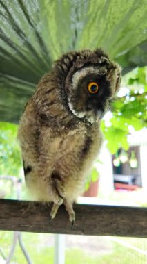 Uzun kulaklı baykuş yavrusu. Baykuş pençesini tutuyor. Baykuş pençeleri. Uzun kulaklı baykuş. Piliç oyuncakla oynuyor. Yüksek çözünürlüklü yavaş çekim videosu.