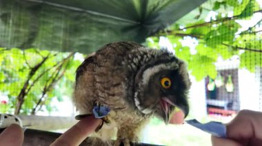 Uzun kulaklı baykuş yavrusu. Baykuş pençesini tutuyor. Baykuş pençeleri. Uzun kulaklı baykuş. Piliç oyuncakla oynuyor. Yüksek çözünürlüklü yavaş çekim videosu.