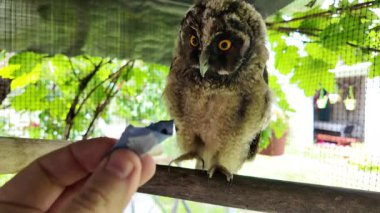 Uzun kulaklı baykuş yavrusu. Baykuş pençesini tutuyor. Baykuş pençeleri. Uzun kulaklı baykuş. Piliç oyuncakla oynuyor. Yüksek çözünürlüklü yavaş çekim videosu.