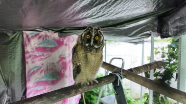 Uzun kulaklı baykuş yavrusu. Uzun kulaklı baykuş. Yırtıcı bir kuşun yuvası. Baykuşlar. Yüksek çözünürlüklü yavaş çekim videosu.