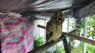 Uzun kulaklı baykuş yavrusu. Uzun kulaklı baykuş. Yırtıcı bir kuşun yuvası. Baykuşlar. Yüksek çözünürlüklü yavaş çekim videosu.