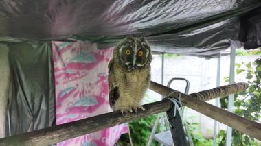 Uzun kulaklı baykuş yavrusu. Uzun kulaklı baykuş. Yırtıcı bir kuşun yuvası. Baykuşlar. Yüksek çözünürlüklü yavaş çekim videosu.