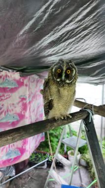 Uzun kulaklı baykuş yavrusu. Uzun kulaklı baykuş. Yırtıcı bir kuşun yuvası. Baykuşlar. Yüksek çözünürlüklü yavaş çekim videosu.