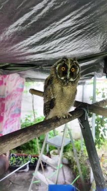 Uzun kulaklı baykuş yavrusu. Uzun kulaklı baykuş. Yırtıcı bir kuşun yuvası. Baykuşlar. Yüksek çözünürlüklü yavaş çekim videosu.