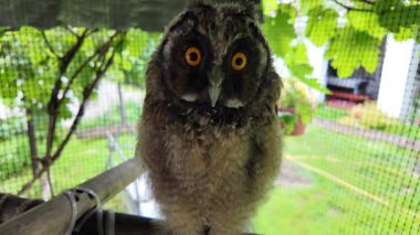 Uzun kulaklı baykuş yavrusu. Uzun kulaklı baykuş. Yırtıcı bir kuşun yuvası. Baykuşlar. Yüksek çözünürlüklü yavaş çekim videosu.