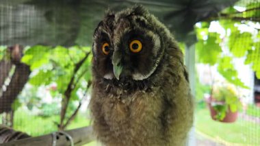 Uzun kulaklı baykuş yavrusu. Uzun kulaklı baykuş. Yırtıcı bir kuşun yuvası. Baykuşlar. Yüksek çözünürlüklü yavaş çekim videosu.