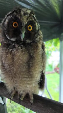 Uzun kulaklı baykuş yavrusu. Uzun kulaklı baykuş. Yırtıcı bir kuşun yuvası. Baykuşlar. Yüksek çözünürlüklü yavaş çekim videosu.