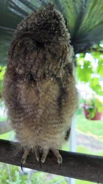 Uzun kulaklı baykuş yavrusu. Uzun kulaklı baykuş. Yırtıcı bir kuşun yuvası. Baykuşlar. Yüksek çözünürlüklü yavaş çekim videosu.