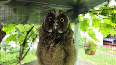 Uzun kulaklı baykuş yavrusu. Uzun kulaklı baykuş. Yırtıcı bir kuşun yuvası. Baykuşlar. Yüksek çözünürlüklü yavaş çekim videosu.
