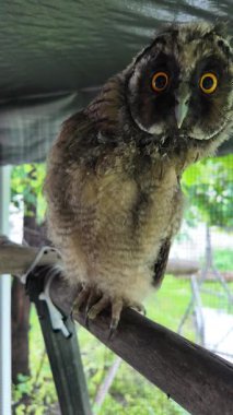 Uzun kulaklı baykuş yavrusu. Uzun kulaklı baykuş. Yırtıcı bir kuşun yuvası. Baykuşlar. Yüksek çözünürlüklü yavaş çekim videosu.