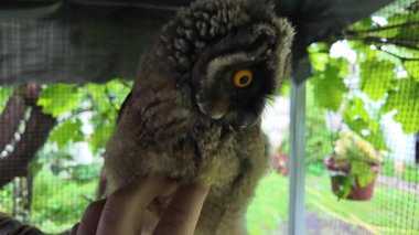 Uzun kulaklı baykuş yavrusu. Uzun kulaklı baykuş. Yırtıcı bir kuşun yuvası. Baykuşlar. Yüksek çözünürlüklü yavaş çekim videosu.