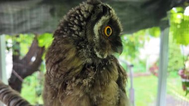 Uzun kulaklı baykuş yavrusu. Uzun kulaklı baykuş. Yırtıcı bir kuşun yuvası. Baykuşlar. Yüksek çözünürlüklü yavaş çekim videosu.