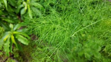 Rezene. Ağır çekim videosu yüksek çözünürlükte. Ennel ekimi, elle rezene toplama..