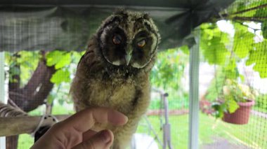 Uzun kulaklı baykuş yavrusu. Uzun kulaklı baykuş. Yırtıcı bir kuşun yuvası. Baykuşlar. Yüksek çözünürlüklü yavaş çekim videosu.