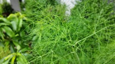 Rezene. Ağır çekim videosu yüksek çözünürlükte. Ennel ekimi, elle rezene toplama..