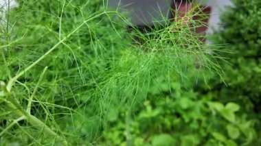 Rezene. Ağır çekim videosu yüksek çözünürlükte. Ennel ekimi, elle rezene toplama..