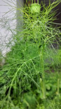 Rezene. Ağır çekim videosu yüksek çözünürlükte. Ennel ekimi, elle rezene toplama..