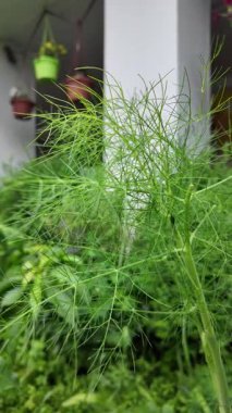 Rezene. Ağır çekim videosu yüksek çözünürlükte. Ennel ekimi, elle rezene toplama..