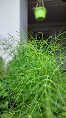 Rezene. Ağır çekim videosu yüksek çözünürlükte. Ennel ekimi, elle rezene toplama..