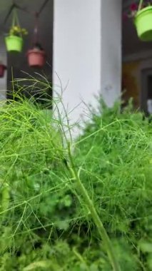 Rezene. Ağır çekim videosu yüksek çözünürlükte. Ennel ekimi, elle rezene toplama..