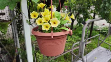 Asılmış bir tencerede güzel sarı çiçekler. Tencerede sarı petunyalar. Saksıdaki çiçekler. Yüksek çözünürlüklü video Bahçede yaz çiçekleri. asılmış çiçek saksısı.