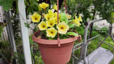 Asılmış bir tencerede güzel sarı çiçekler. Tencerede sarı petunyalar. Saksıdaki çiçekler. Yüksek çözünürlüklü video Bahçede yaz çiçekleri. asılmış çiçek saksısı.