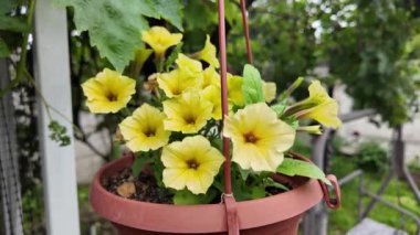 Asılmış bir tencerede güzel sarı çiçekler. Tencerede sarı petunyalar. Saksıdaki çiçekler. Yüksek çözünürlüklü video Bahçede yaz çiçekleri. asılmış çiçek saksısı.