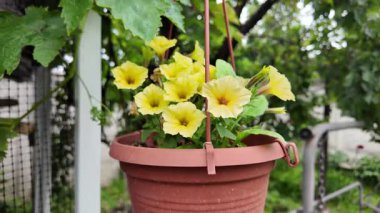 Asılmış bir tencerede güzel sarı çiçekler. Tencerede sarı petunyalar. Saksıdaki çiçekler. Yüksek çözünürlüklü video Bahçede yaz çiçekleri. asılmış çiçek saksısı.