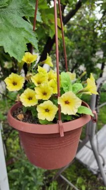 Asılmış bir tencerede güzel sarı çiçekler. Tencerede sarı petunyalar. Saksıdaki çiçekler. Yüksek çözünürlüklü video Bahçede yaz çiçekleri. asılmış çiçek saksısı.