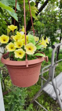 Asılmış bir tencerede güzel sarı çiçekler. Tencerede sarı petunyalar. Saksıdaki çiçekler. Yüksek çözünürlüklü video Bahçede yaz çiçekleri. asılmış çiçek saksısı.