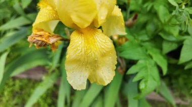 Yaprakların üzerine büyük yağmur damlaları. Yaprak ve su. Yağmur ve bitkiler. Su damlaları. Yüksek çözünürlüklü yavaş çekim videosu.