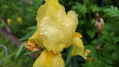 Yaprakların üzerine büyük yağmur damlaları. Yaprak ve su. Yağmur ve bitkiler. Su damlaları. Yüksek çözünürlüklü yavaş çekim videosu.