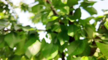 Bulanık video ağacı dalı. yeşil dallar bulanık video