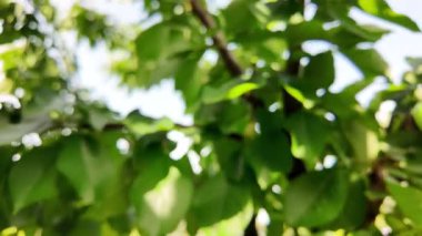 Bulanık video ağacı dalı. yeşil dallar bulanık video