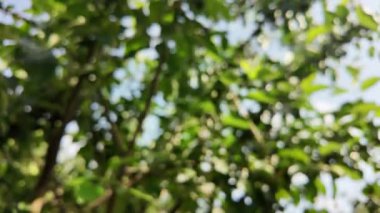 Bulanık video ağacı dalı. yeşil dallar bulanık video