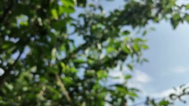 Bulanık video ağacı dalı. yeşil dallar bulanık video