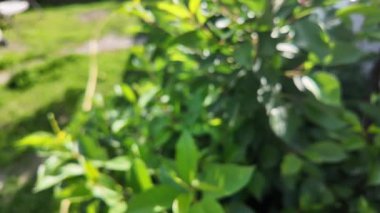 Bulanık video ağacı dalı. yeşil dallar bulanık video