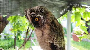 Uzun kulaklı baykuşun civcivi. Baykuşun gözleri yakın plan. Yırtıcı kuş. Baykuş bir dalda oturuyor