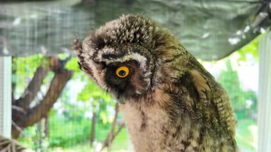 Uzun kulaklı baykuşun civcivi. Baykuşun gözleri yakın plan. Yırtıcı kuş. Baykuş bir dalda oturuyor