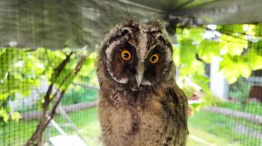 Uzun kulaklı baykuşun civcivi. Baykuşun gözleri yakın plan. Yırtıcı kuş. Baykuş bir dalda oturuyor