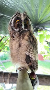 Uzun kulaklı baykuşun civcivi. Baykuşun gözleri yakın plan. Yırtıcı kuş. Baykuş bir dalda oturuyor