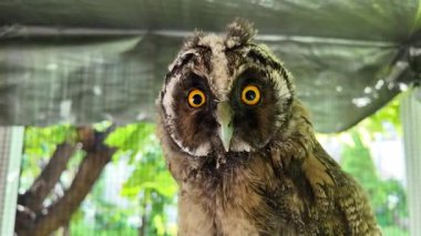 Uzun kulaklı baykuşun civcivi. Baykuşun gözleri yakın plan. Yırtıcı kuş. Baykuş bir dalda oturuyor