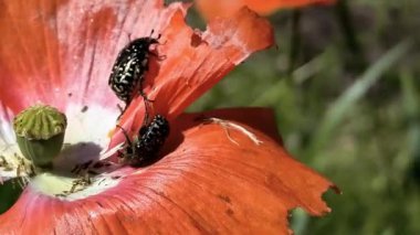 Böcek çiftleşmesi. Kırmızı çiçekli böcekler. Melolontha. Melolontha üremesi