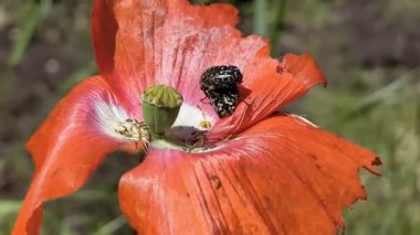 Böcek çiftleşmesi. Kırmızı çiçekli böcekler. Melolontha. Melolontha üremesi