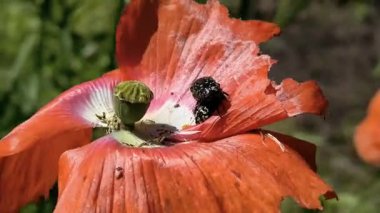 Böcek çiftleşmesi. Kırmızı çiçekli böcekler. Melolontha. Melolontha üremesi